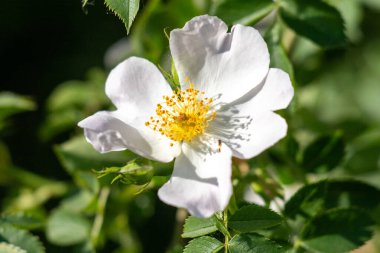 Sarı merkezli beyaz bir çiçek yeşil bir yaprağın üzerinde oturur. Çiçek resmin ana odak noktasıdır ve yeşil yaprak zıt bir arkaplan sağlar.