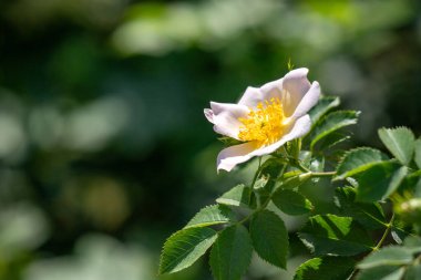Sarı ve beyaz yapraklı bir çiçek yeşil bir arka planın önündedir. Çiçek, görüntünün ana odak noktasıdır ve küçük, narin bir çiçektir.