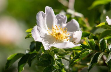 Sarı merkezli beyaz bir çiçek yeşil yapraklı bir arka planın önündedir. Çiçek, görüntünün ana odak noktasıdır ve tam çiçeklenmiştir. Çiçeğin parlak renkleri
