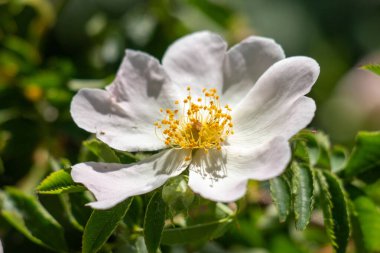 Sarı merkezli beyaz bir çiçek yeşil bir yaprağın üzerinde oturur. Çiçek, görüntünün ana odak noktasıdır ve tam çiçeklenmiştir. Çiçeğin parlak renkleri