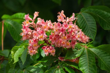 Yeşil yapraklı pembe çiçek kümesi. Çiçekler tomurcuklandı, yapraklar yemyeşil oldu. Sahne güzellik ve canlılıktır.