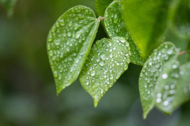 Green tree leaves on a blurred nature background.