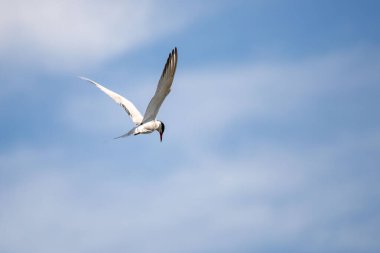 Bir kuş kanatlarını açıp gökyüzünde uçuyor. Gökyüzü mavi ve berrak, ve kuş görüntünün ana odak noktası.