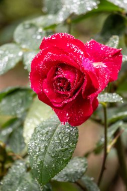 Rose flowers growing outdoors in nature