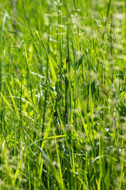 İçinde birkaç böcek olan bir ot tarlası. Çimler yeşil, böcekler kahverengi.