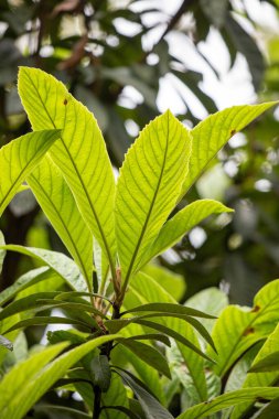 Green tree leaves on a blurred nature background.