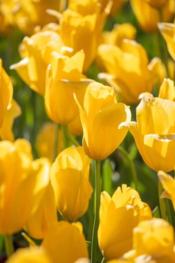 Field of colorful tulips, many red flowers. Field of spring flowers. Tulip field Red tulips, yellow tulips, pink flowers.