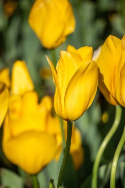 Field of colorful tulips, many red flowers. Field of spring flowers. Tulip field Red tulips, yellow tulips, pink flowers.