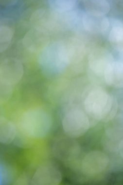 Bulanık yeşil bir arka plan ve birkaç yeşil yaprak. Arka plan bulanık ve yapraklar çok net değil.