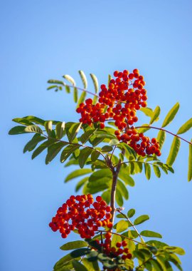 Gökyüzünde kırmızı dutlu bir ağaç büyüyor. Gökyüzü mavi ve berrak. Ağaç böğürtlenlerle dolu ve çok uzun.
