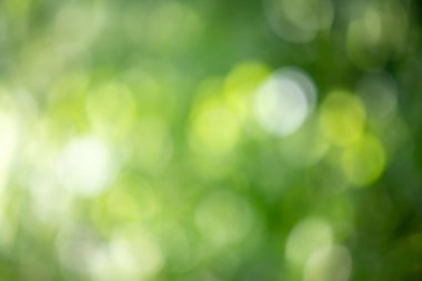 Görüntü bulanık yeşil bir zemin ve etrafa saçılmış birkaç yeşil daire. Sahne sakin ve huzurlu, yeşil daireler havada süzülüyor gibi.