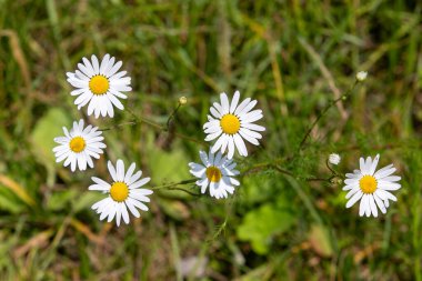 Bir grup beyaz papatya tarlada. Papatyalar aynı yöne bakıyor.