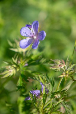 Mor bir çiçek yeşil bir arka planın ön planındadır. Çiçek yeşil yapraklar ve saplarla çevrilidir. Doğal güzellik ve sükunet kavramı