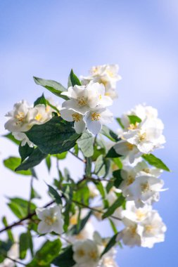 Bright blooming fruit trees in spring nature.