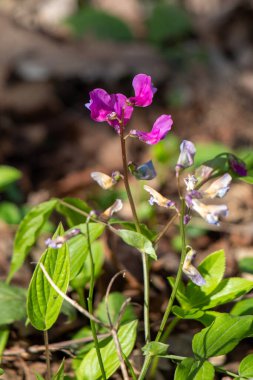 Bright green spring blooming nature of flowers and trees.
