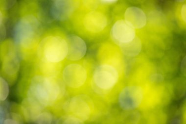 Green bokeh background, blurry green leaves out of focus.