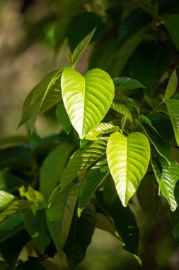 Green tree leaves on a blurred nature background.