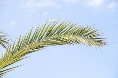 Yeşil yapraklı bir palmiye ağacı mavi bir gökyüzünde duruyor. Yapraklar uzun ve incedir ve ağaç uzundur. Gökyüzü berrak ve parlak, ve resmin odak noktası palmiye ağacı.