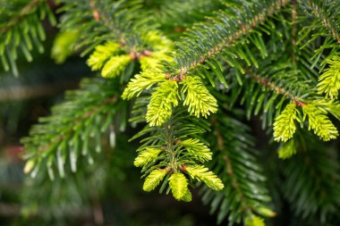 Üzerinde yeşil yapraklar olan yeşil yapraklı bir ağaç dalı. Yapraklar yeşil ve parlak görünüyor.