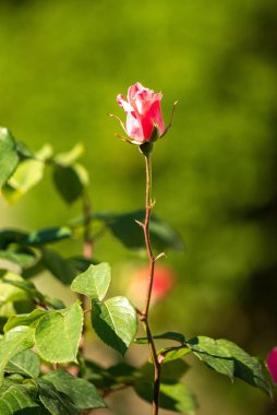 Rose flowers growing outdoors in nature