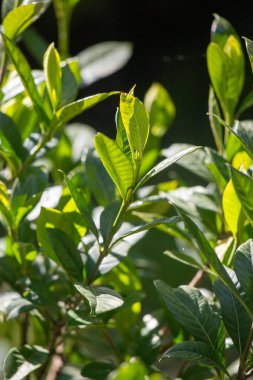 Kısmen görülebilen yapraklı yeşil bir bitki. Yaprak yeşil ve üzerinde kahverengi bir leke var.
