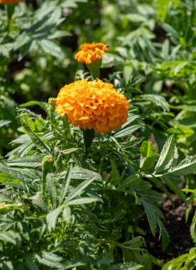 Tek bir portakal çiçeği yeşil bitki tarlasının ön planındadır. Çiçek görüntünün ana odak noktasıdır ve diğer bitkilerin arka planında göze çarpar.