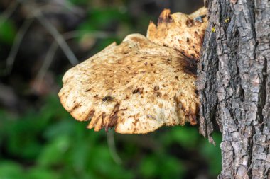 Ağaçta bir mantar büyüyor. Mantar kahverengi ve bulanık bir dokusu var. Ağaç yeşil yapraklarla çevrili ve mantar ağacın kabuğunda büyüyor.