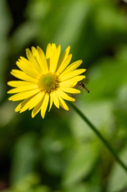 Yellow spring flowers in nature.