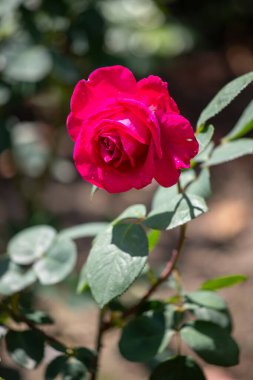 Rose flowers growing outdoors in nature