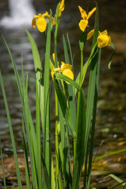 Yellow spring flowers in nature.