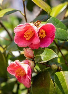 Sarı merkezli üç pembe çiçek yeşil yapraklı bir çalıda çiçek açıyor. Çiçekler tamamen çiçek açmış ve çok güzeller.