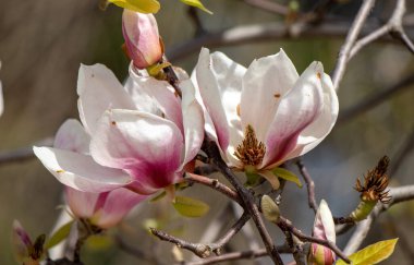 Magnolia flowers growing outdoors in nature.