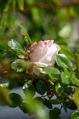 Yapraklı bir dalda tek bir gül duruyor. Gül pembe ve beyazdır ve yeşil yapraklarla çevrilidir. Huzur ve güzellik kavramı