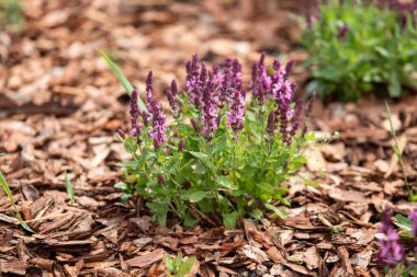Kahverengi yaprakların arasında küçük bir mor çiçek büyüyor. Çiçek diğer mor çiçeklerle çevrilidir, güzel ve huzurlu bir manzara yaratır.
