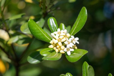 Bright blooming fruit trees in spring nature.