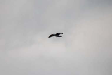 Gökyüzünde bir kuş uçuyor. Gökyüzü açık ve kuş havada.