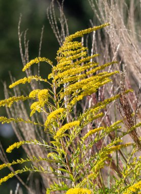 Uzun saplı sarı bir çiçek bir tarlanın önündedir. Tarla uzun otlarla dolu ve çiçek de sahnedeki tek parlak sarı şey.