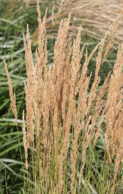 Üzerinde kahverengi ve sarı bitkiler olan uzun bir çim tarlası. Çimler uzun ve bitkiler çok yeşil değil. Alan yeşil bir alanla çevrili.