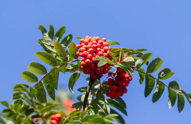 Kırmızı böğürtlenli bir ağaç mavi gökyüzünün ortasındadır. Böğürtlenler küçük ve kümelenmiş.