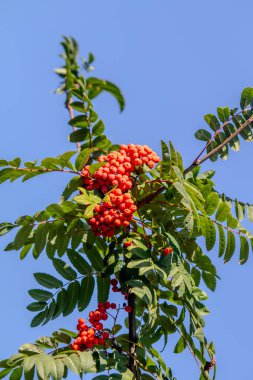 Üzerinde kırmızı böğürtlen olan bir ağaç. Ağaç yeşil ve gökyüzü mavi.