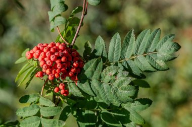 Yapraklı bir dalda kırmızı böğürtlen kümesi. Böğürtlenler küçük ve yuvarlaktır ve yaprağın üzerinde bir araya toplanmışlardır. Resmin huzurlu ve huzurlu bir havası var.