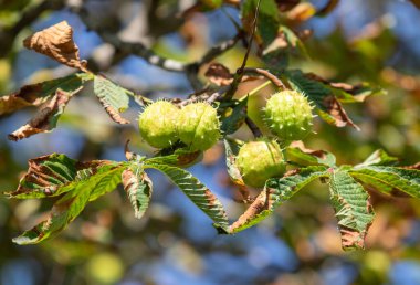 Yeşil yapraklı ve kahverengi fındıklı bir ağaç. Fındıklar küçük ve yuvarlak. Ağaç güneşli bir bölgede.