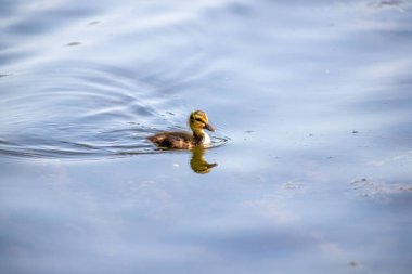 Gölette yüzen yavru bir ördek. Su sakin ve berrak. Ördek küçük ve suyun tadını çıkarıyor.