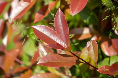 Kırmızı yapraklı ve yeşil saplı yapraklı bir bitki. Yapraklar büyük ve kalp şeklinde.