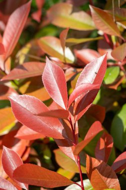 Kırmızı yapraklı ve yeşil saplı yapraklı bir bitki. Yapraklar büyük ve kalp şeklinde.