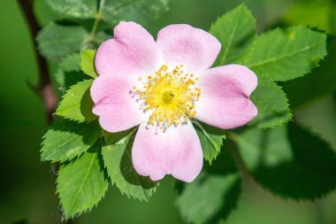 Sarı merkezli küçük pembe bir çiçek. Çiçek yeşil yapraklarla çevrilidir. Çiçek görüntünün odak noktasıdır.