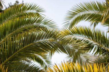 Yeşil palmiye yaprakları mavi gökyüzü.