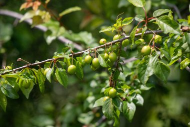 Yeşil yaprakları ve küçük yeşil meyveleri olan bir ağaç dalı. Meyveler bir araya toplanmış ve daldan sarkıyor.