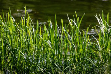 A field of grass is next to a body of water. The grass is tall and green, and the water is calm. The scene is peaceful and serene, with the grass and water creating a beautiful contrast