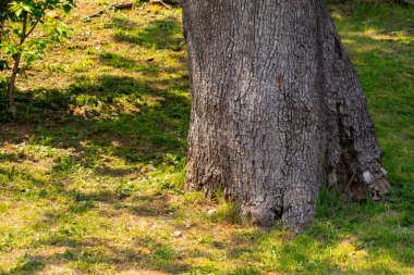 Üzerinde birkaç yaprak olan bir ağaç gövdesi. Bagaj kahverengi ve birkaç deliği var. Çimler yeşil, gökyüzü mavi.